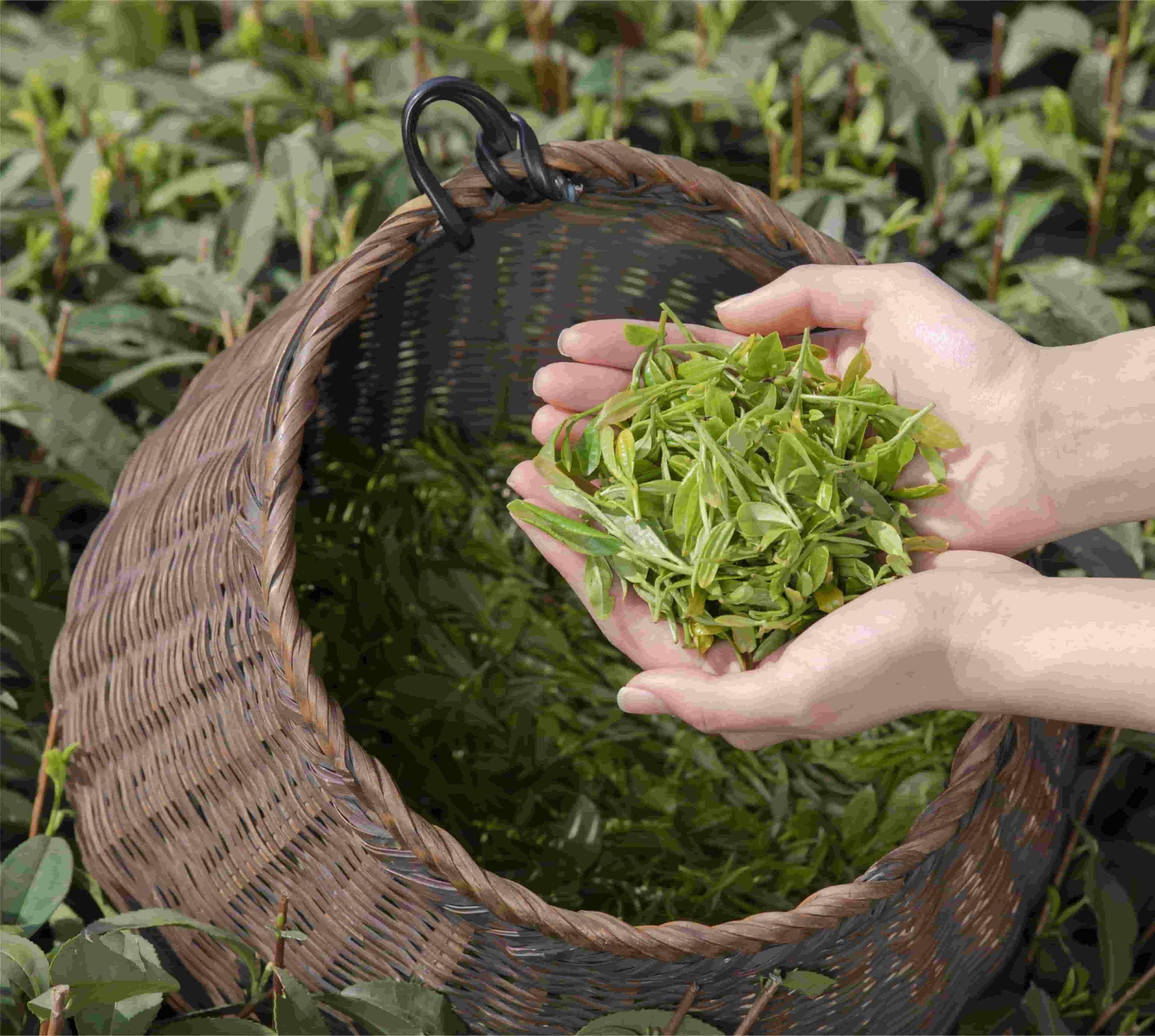 putting tea leaves in a hand, indicating handpicked tea leaves by chasourcing tea shop