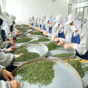 Golden Osmanthus Huang Jin Gui Oolong Tea From Anxi