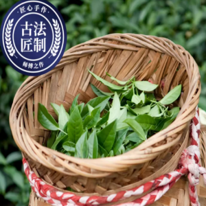 selective harvesting of oolong tea leaves
