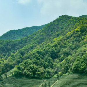 tea garden where huang jin gui grows