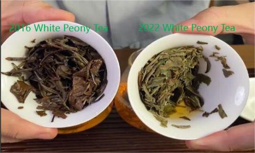 differences between 2016 and 2022 White Peony Tea leaves