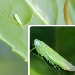Natural Interaction with Leafhoppers to Produce Oriental Beauty Oolong tea