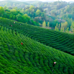 Optimal Terroir of our xinyang maojian tea