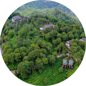 Pristine Origins of the puerh tea leaves we harvest from