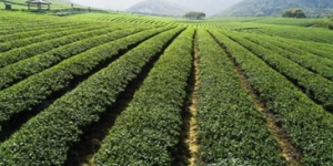 an image of the tea garden where we havest tie guan yin oolong tea