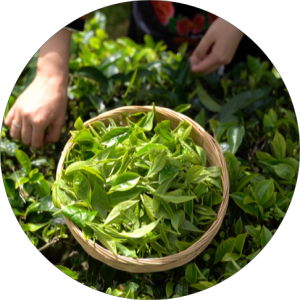 the process of handpicking puerh tea leaves