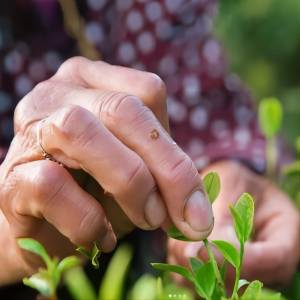 process of handpicking black tea leaves
