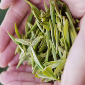 expert harvesting of white tea