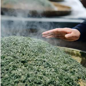 expert processing of mao jian tea