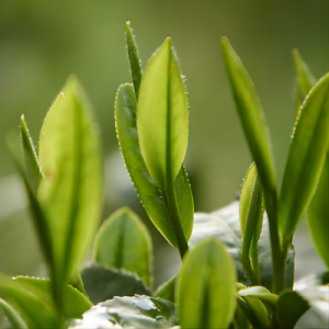 expert selection of zhuyeqing green tea