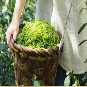handpicked tea leaves of oolong tea