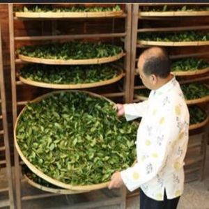 an image showing our expert selecting and processing oolong tea leaves