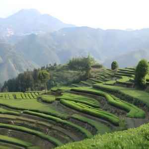 feature of black tea garden