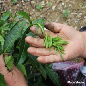 Embrace Peak Of Purity: Premium Huangshan Maofeng Green Tea