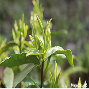 Embrace Peak Of Purity: Premium Huangshan Maofeng Green Tea