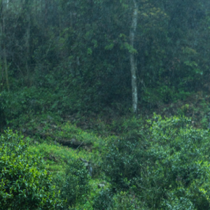 image of tong mu guan where our lapsong souchong tea grows