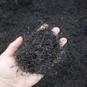 one procedure of producing black tea