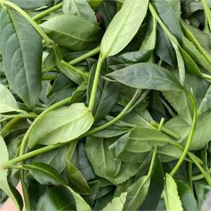 optimal growing conditions of Taiwan Oolong Tea