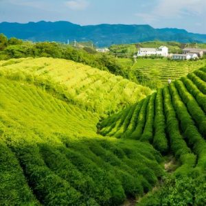 optimal growing conditions of oriental beauty oolong tea