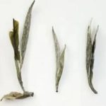 tea appearance of premium grade white peony white tea