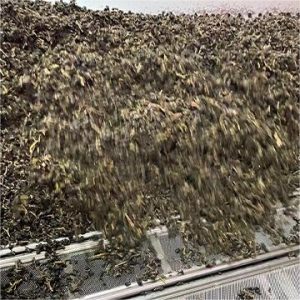 quality control of dong ding oolong tea