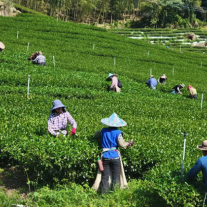 selective harvesting of bamboo leaf green tea