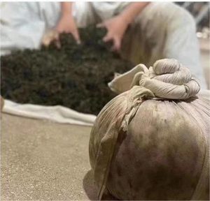 specialized processing of dong ding oolong tea