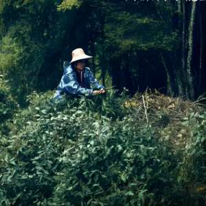 a woman is picking the fresh Keemun tea leaves at Keemun with her hands