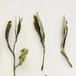 tea appearance of third grade white peony white tea