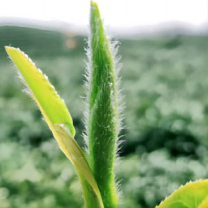 traditional harvesting of xin yang mao jian tea