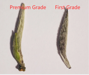 two grades of silver needle white tea