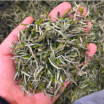 visual image of first flush needle silver needle white tea(1)