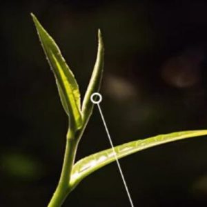 a feature of the tea leaves we pick puerh tea from in a tea plant