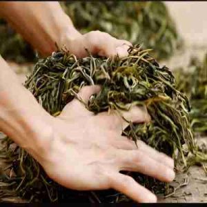 the process of hand-rolling puerh tea