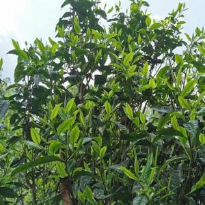 ancient trees of our yunnan black tea