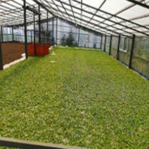 Selective Harvesting Practice of our yunnan black tea