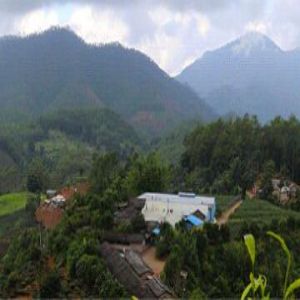 Pristine Growing Conditions of Our Yunnan black tea