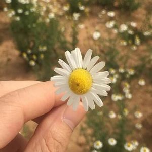 German Chamomile Pedigree of Chamomile Flower Herbal Tea