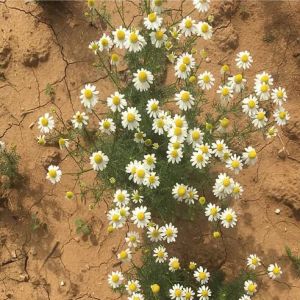Prime Harvesting of Chamomile Flower Herbal Tea
