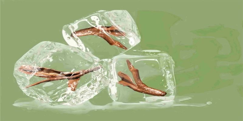 Can You Cold Brew Black Tea