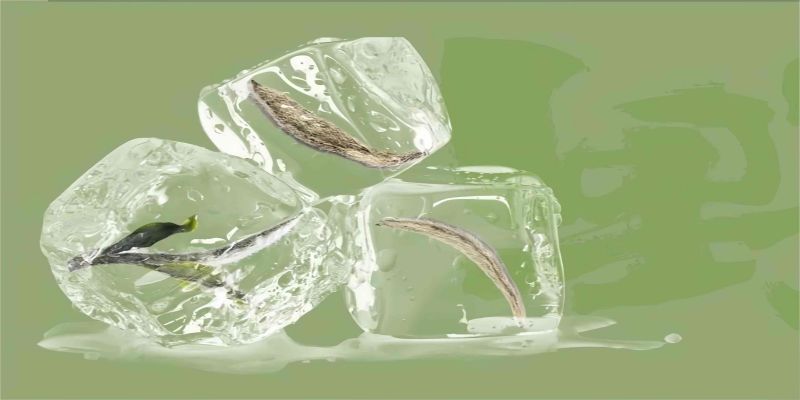 Can You Cold Brew white Tea